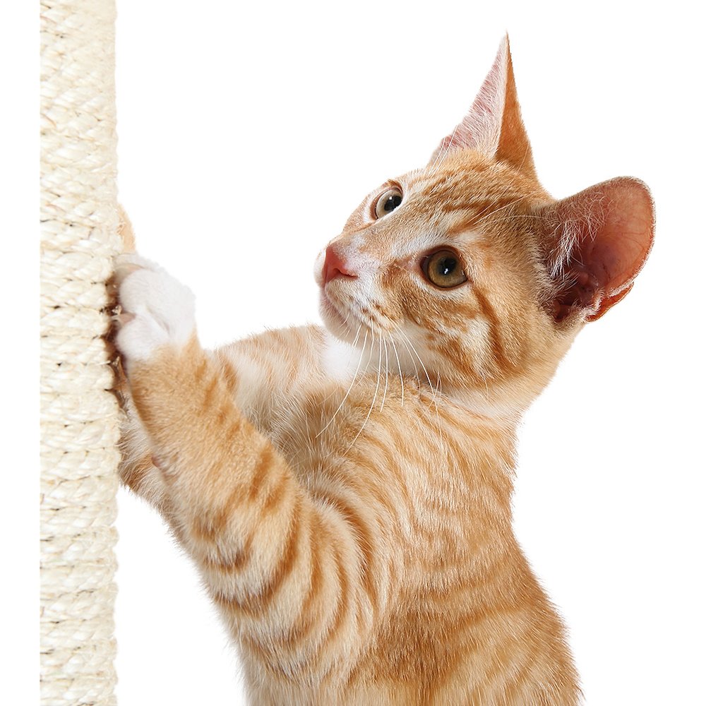 Palamos Plush & Sisal 4-Level 43" Cat Tree with Scratching Posts & Condo, Beige