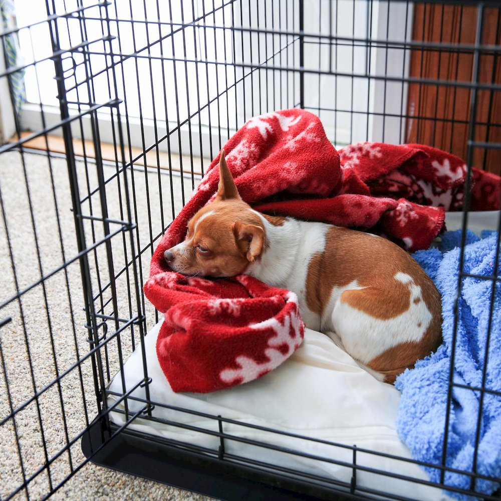 Polypropylene Pet Crate Floor Protection Mat - Medium - 20" x 26"