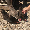 Flock Fest 10 Lbs Bag Fly Larvae
