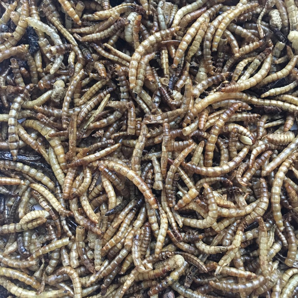 Buffalo Outdoor Dried Mealworms for Chickens, Wild Birds and Ducks, 5 Lbs Bag