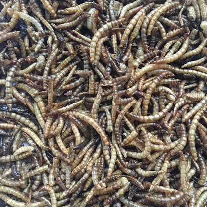 Buffalo Outdoor Dried Mealworms for Chickens, Wild Birds and Ducks, 5 Lbs Bag