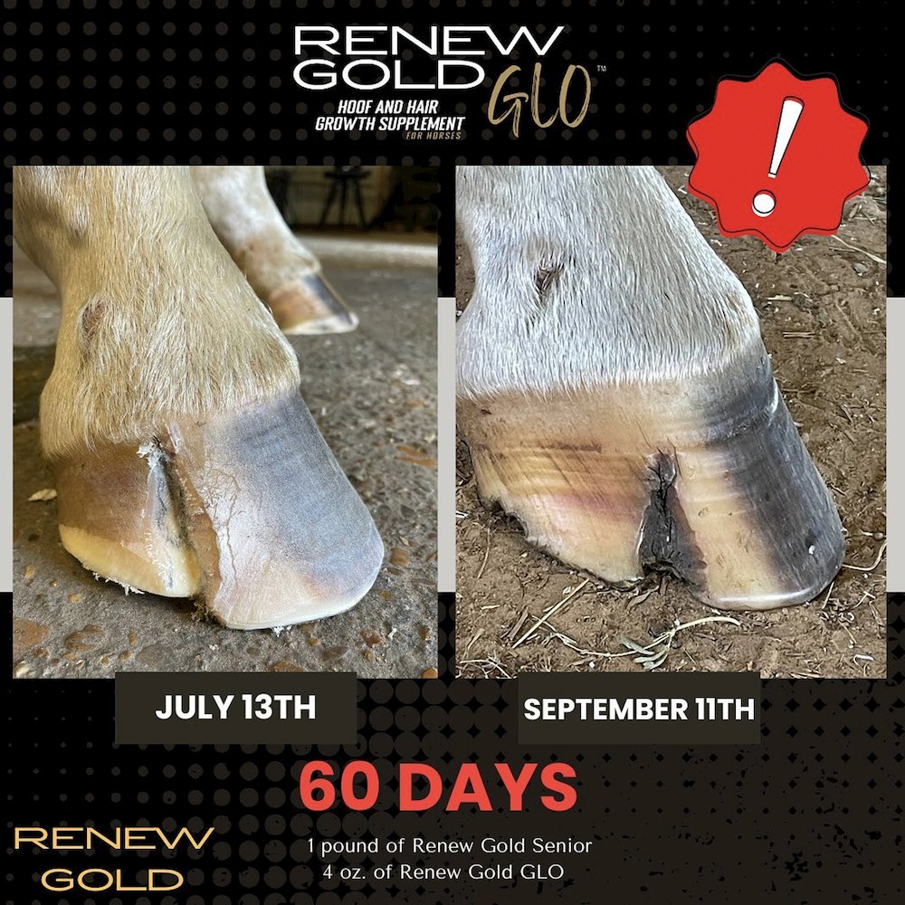 Renew Gold Glo - Hoof and Hair Growth Supplement