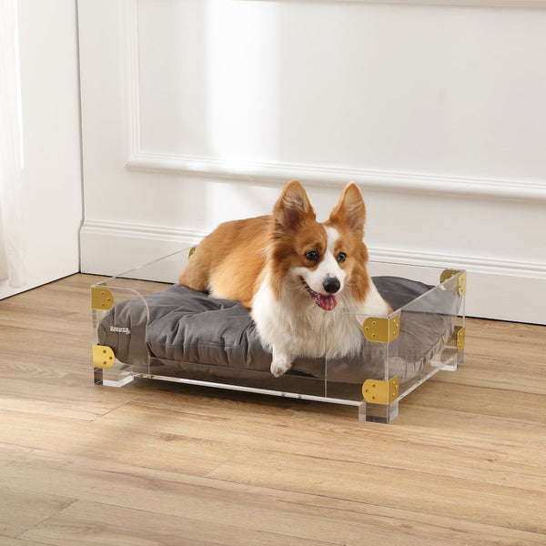 Haines Small/Medium Modern Lucite Velvet Pet Bed with Washable Cushion