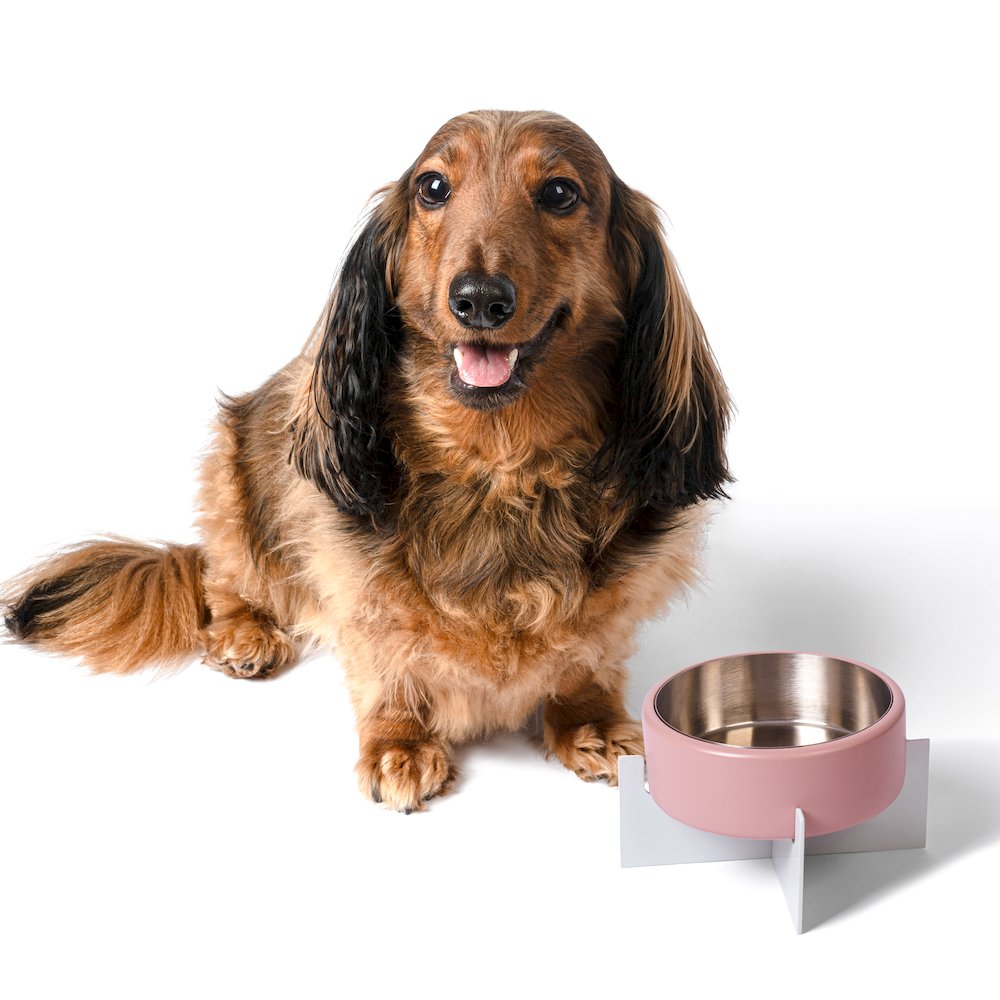 Intersecta  Concrete and Stainless Steel Bowl 16oz (2 Cups) with Metal Stand