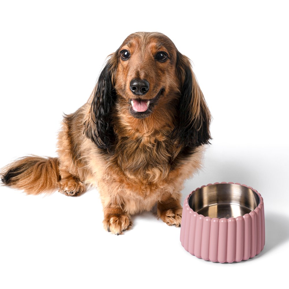 Ripple Ridge  Slanted Concrete and Stainless Steel Bowl 16oz (2 Cups) Pet