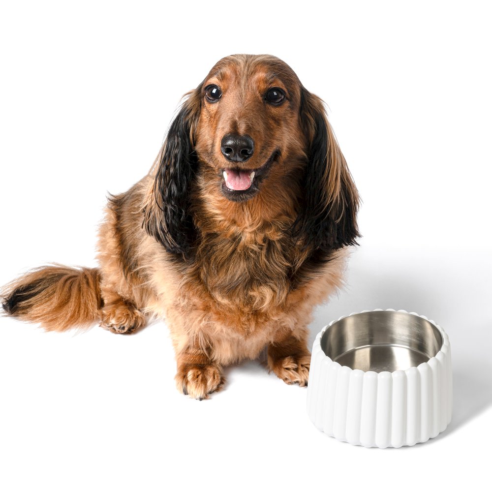 Ripple Ridge  Slanted Concrete and Stainless Steel Bowl 16oz (2 Cups) Pet