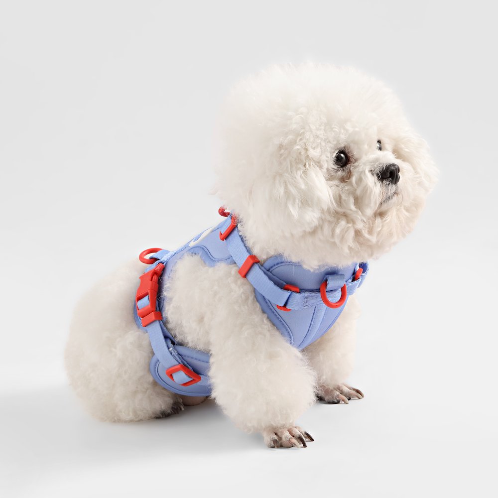 Arlo Adjustable Soft Padded No Pull Pet Harness with 3 Buckles and 3 Leash Clips