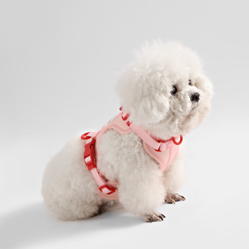 Arlo Adjustable Soft Padded No Pull Pet Harness with 3 Buckles and 3 Leash Clips