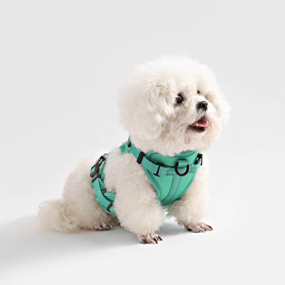 Arlo Adjustable Soft Padded No Pull Pet Harness with 3 Buckles and 3 Leash Clips