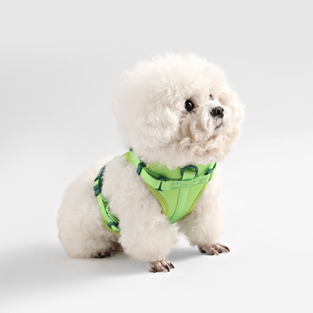 Arlo Adjustable Soft Padded No Pull Pet Harness with 3 Buckles and 3 Leash Clips