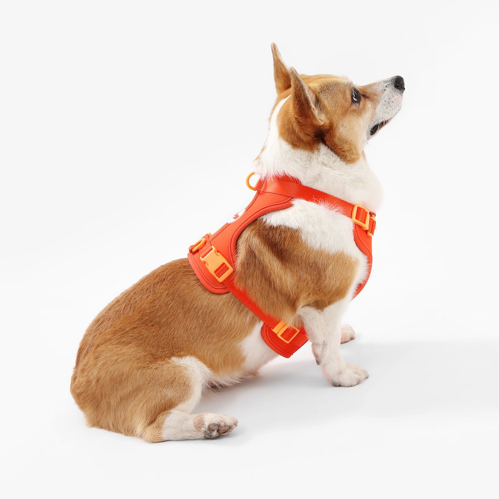 Arlo Adjustable Soft Padded No Pull Pet Harness with 3 Buckles and 3 Leash Clips