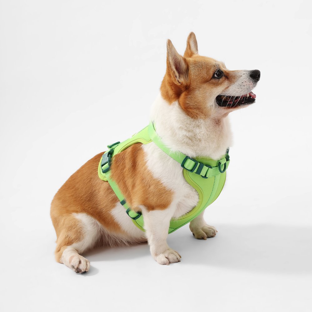 Arlo Adjustable Soft Padded No Pull Pet Harness with 3 Buckles and 3 Leash Clips