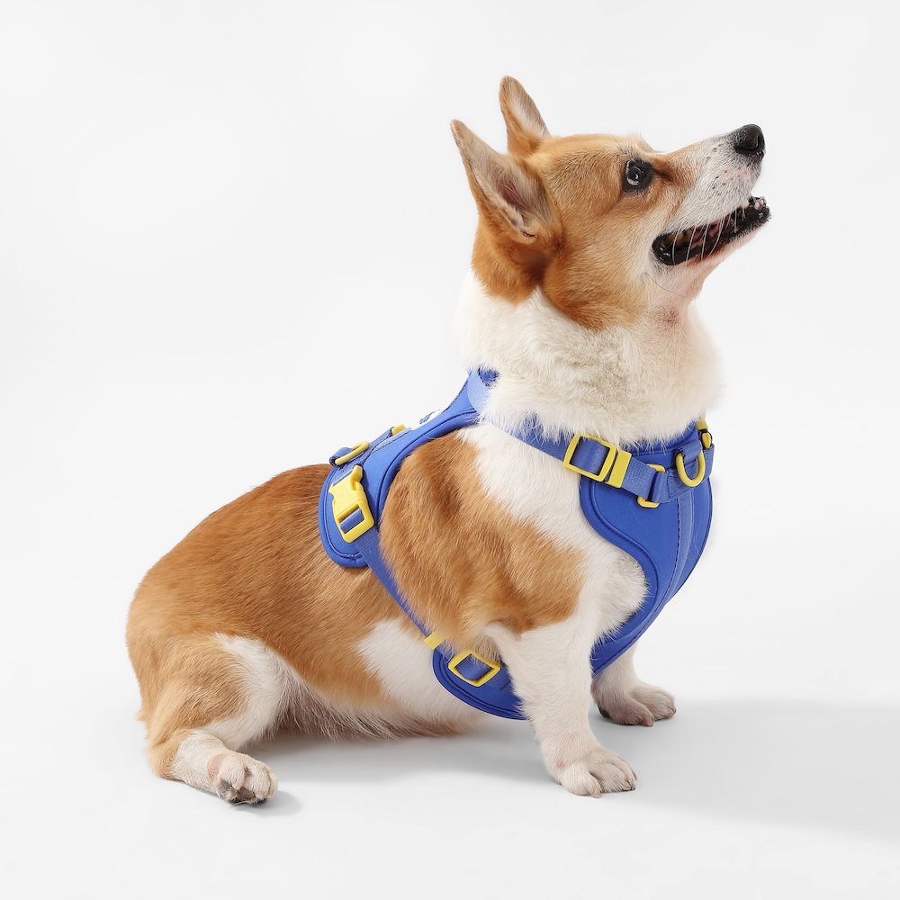 Arlo Adjustable Soft Padded No Pull Pet Harness with 3 Buckles and 3 Leash Clips