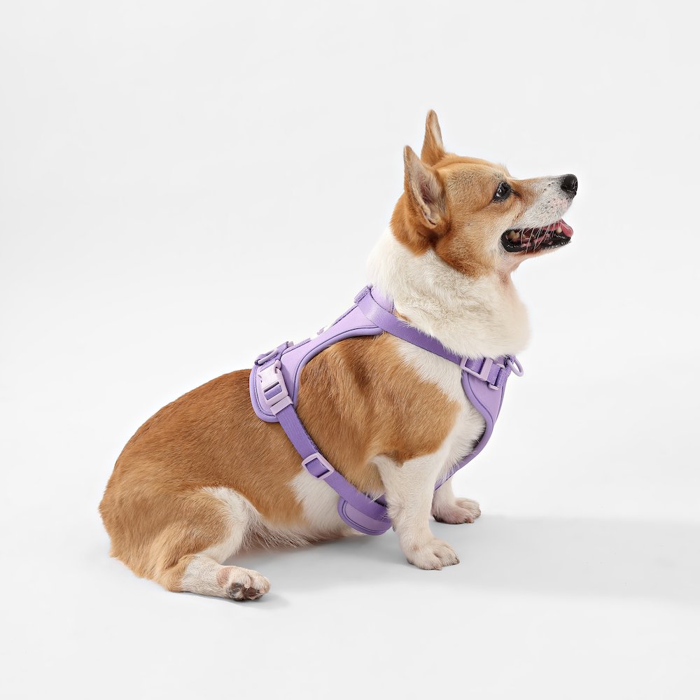 Arlo Adjustable Soft Padded No Pull Pet Harness with 3 Buckles and 3 Leash Clips