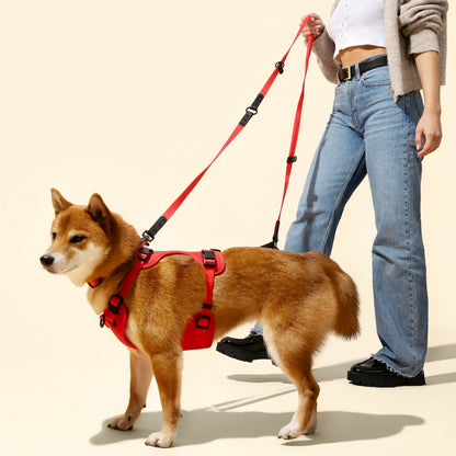 Arlo Adjustable Soft Padded No Pull Pet Harness with 3 Buckles and 3 Leash Clips