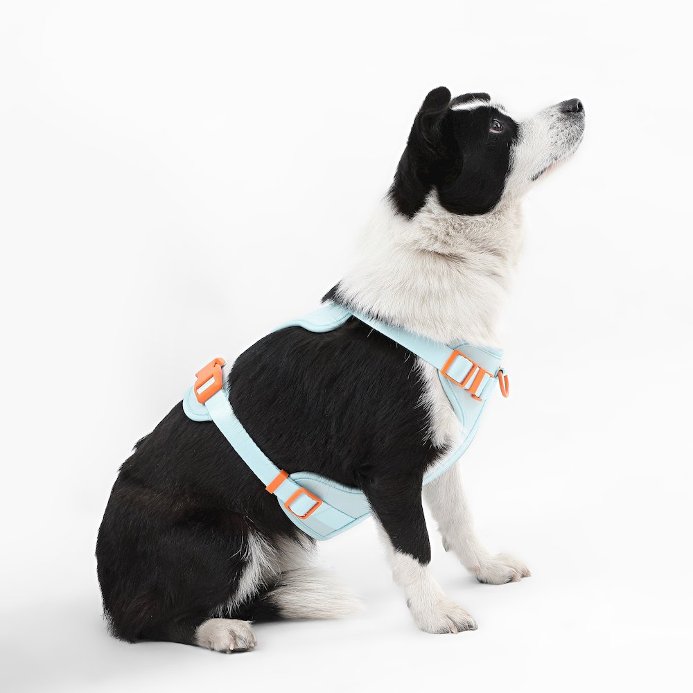 Adjustable Soft Padded No Pull Pet Harness with 3 Buckles and 3 Leash Clips