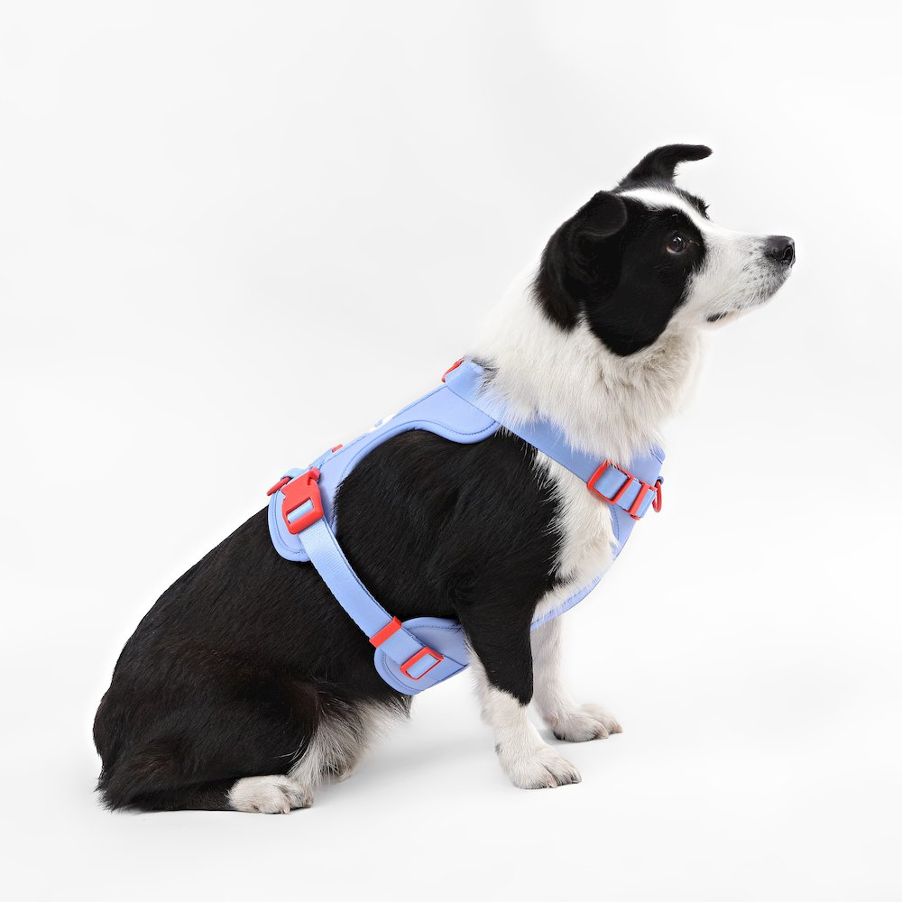 Adjustable Soft Padded No Pull Pet Harness with 3 Buckles and 3 Leash Clips