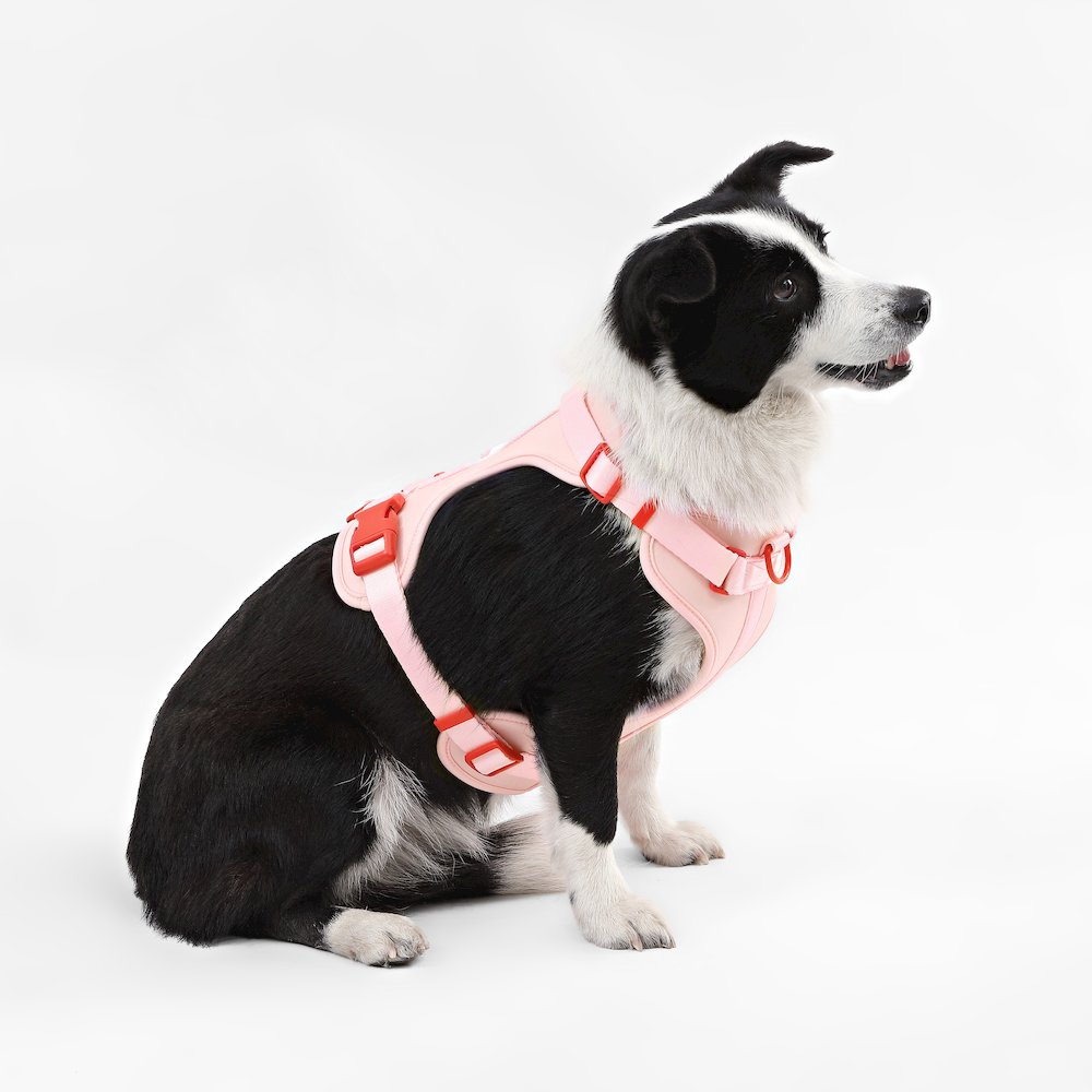 Adjustable Soft Padded No Pull Pet Harness with 3 Buckles and 3 Leash Clips