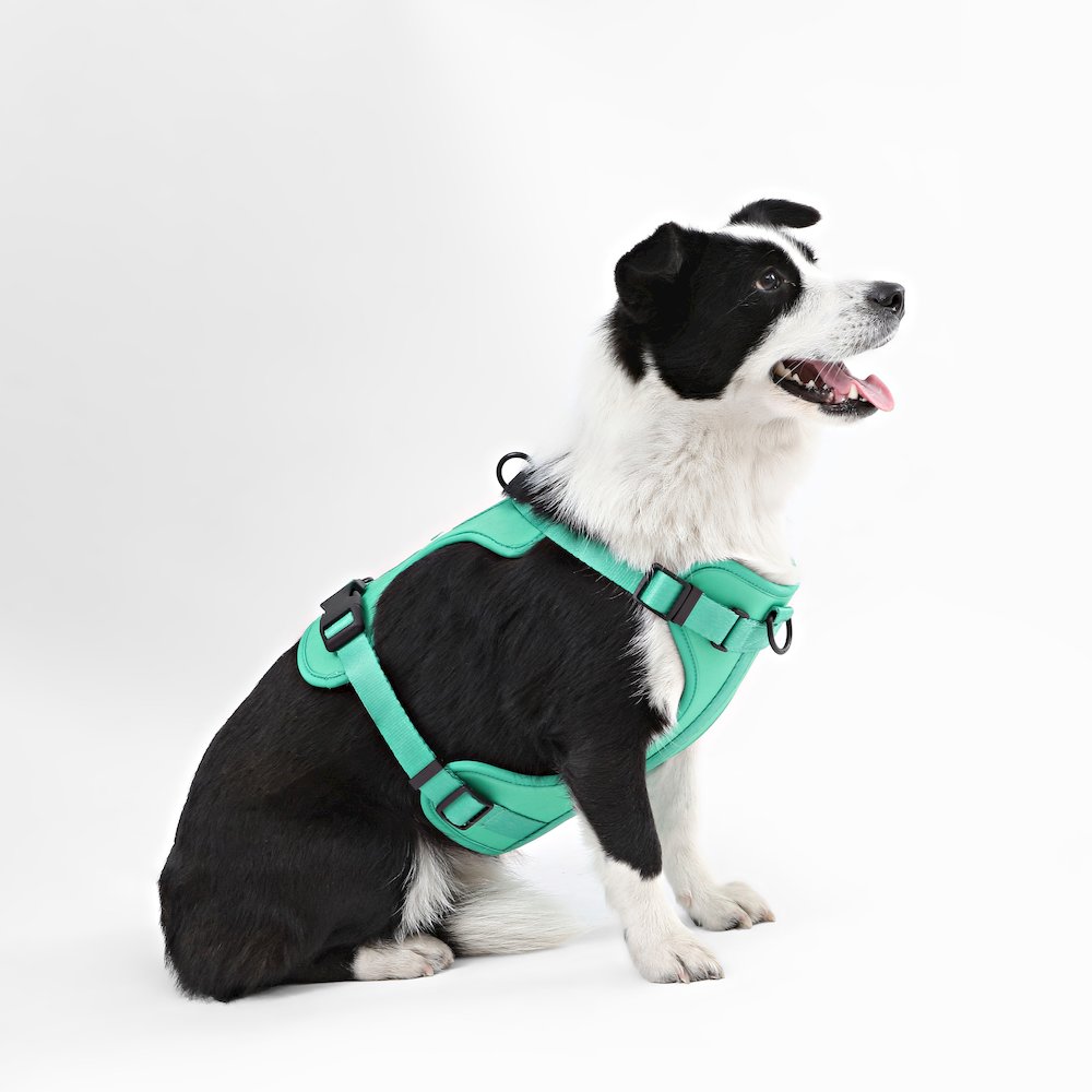 Adjustable Soft Padded No Pull Pet Harness with 3 Buckles and 3 Leash Clips