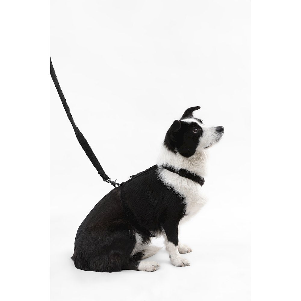 Teddy  Bouclé Adjustable H Harness and Leash Walk Set with Poop Bag Pouch