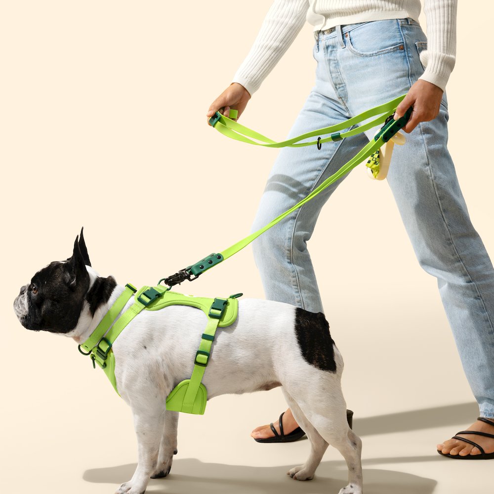 Adjustable 6-in-1 Waterproof Hands-Free Leash and Collar with LED Flashlight
