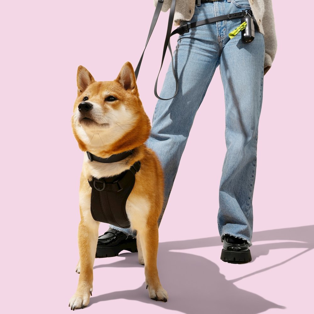 Adjustable 6-in-1 Waterproof Hands-Free Leash and Collar with LED Flashlight