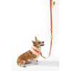 Adjustable 6-in-1 Waterproof Hands-Free Leash and Collar with LED Flashlight