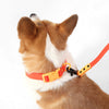 Adjustable 6-in-1 Waterproof Hands-Free Leash and Collar with LED Flashlight