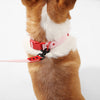 Adjustable 6-in-1 Waterproof Hands-Free Leash and Collar with LED Flashlight