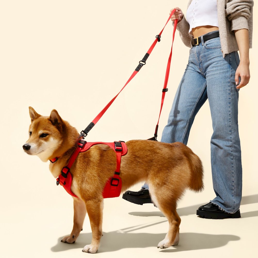 Adjustable 6-in-1 Waterproof Hands-Free Leash and Collar with LED Flashlight