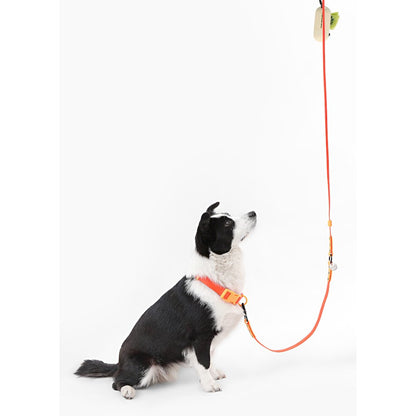 Adjustable 6-in-1 Waterproof Hands-Free Leash and Collar with LED Flashlight