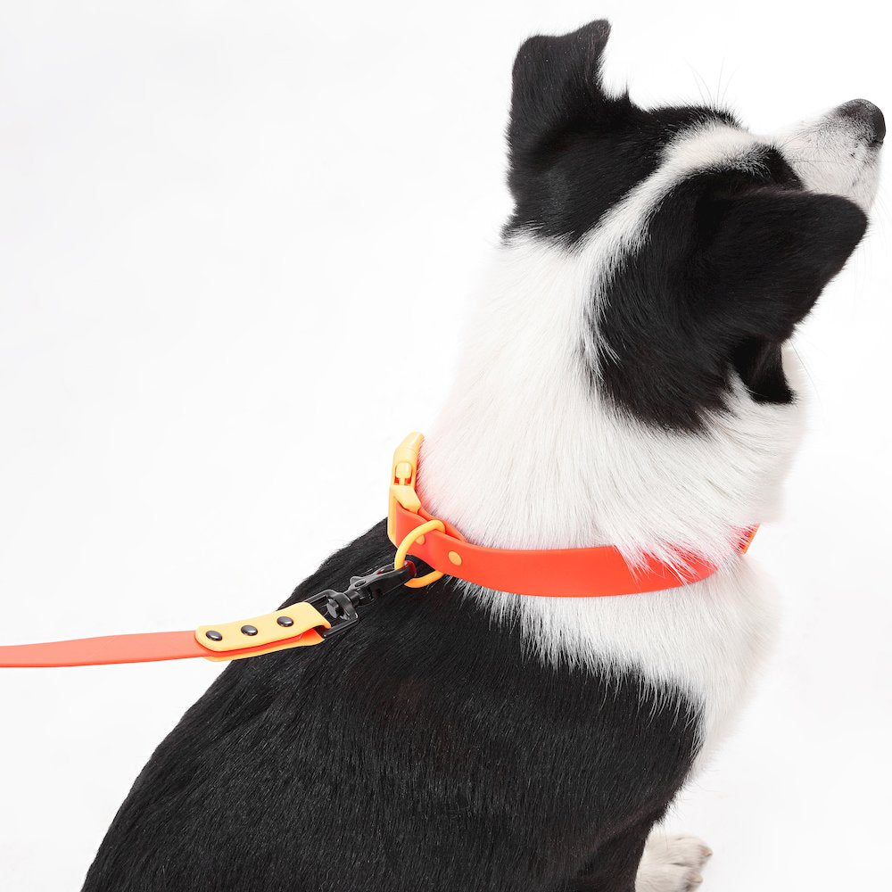 Adjustable 6-in-1 Waterproof Hands-Free Leash and Collar with LED Flashlight