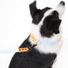 Adjustable 6-in-1 Waterproof Hands-Free Leash and Collar with LED Flashlight