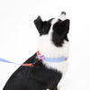 Adjustable 6-in-1 Waterproof Hands-Free Leash and Collar with LED Flashlight