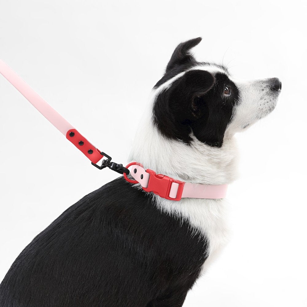 Adjustable 6-in-1 Waterproof Hands-Free Leash and Collar with LED Flashlight