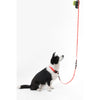 Adjustable 6-in-1 Waterproof Hands-Free Leash and Collar with LED Flashlight