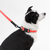 Adjustable 6-in-1 Waterproof Hands-Free Leash and Collar with LED Flashlight