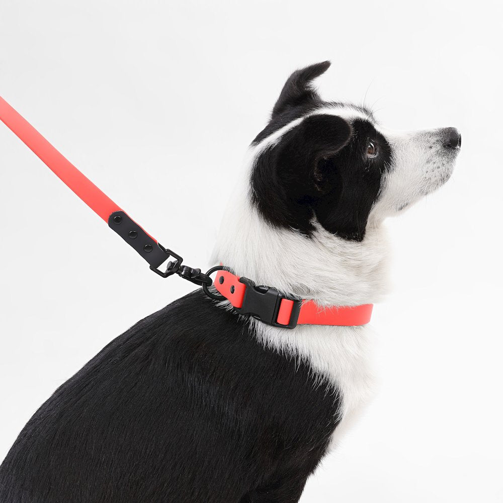 Adjustable 6-in-1 Waterproof Hands-Free Leash and Collar with LED Flashlight