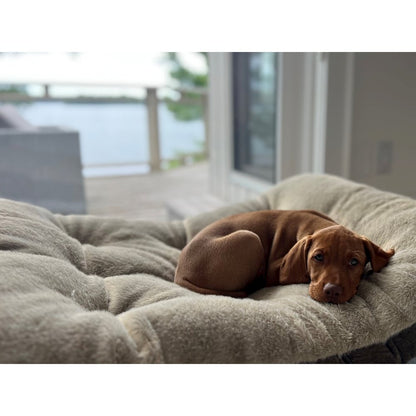 Dream FutonBed For Dogs in Koala Fabric Finish Size - XL