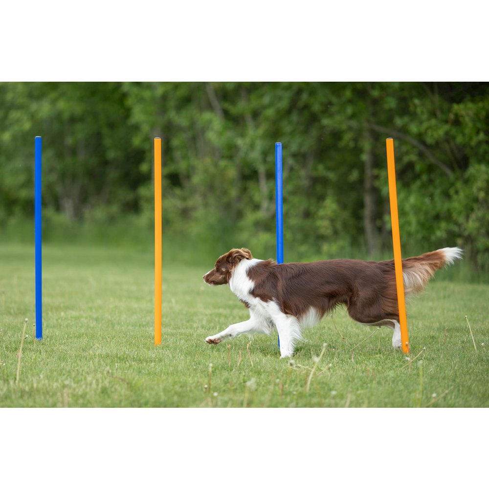 Dog Agility Slalom Set, 12 Piece Weaving Poles
