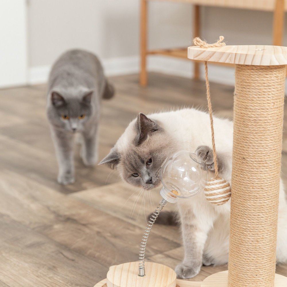 Oliver Interactive Cat Scratching Post w/ Treat Cup, Wooden Track & Hanging Ball