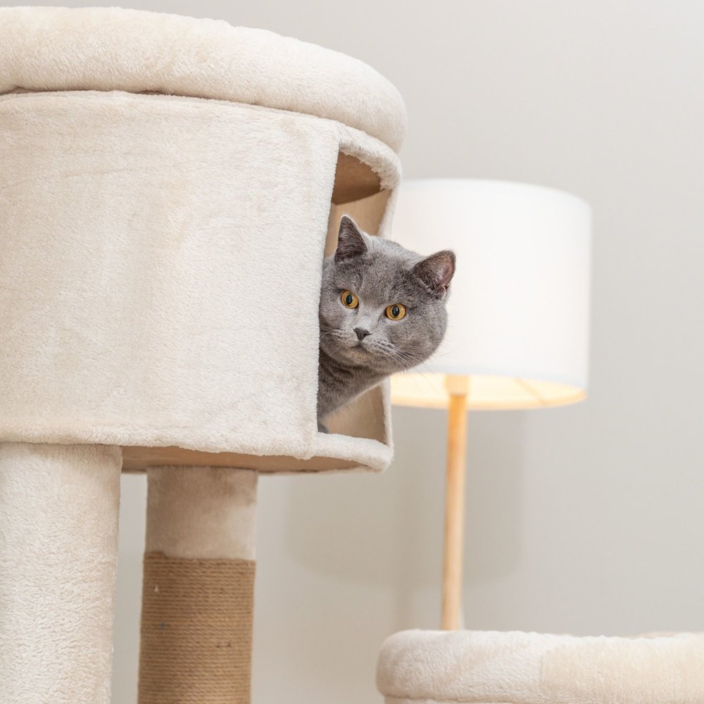 Aidan 53" Cat Tree - Multi-Level Cat Tower with Scratching Posts
