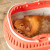 Pico Transport Crate for Traveling, Small Pet Carrier Ideal for Hamsters
