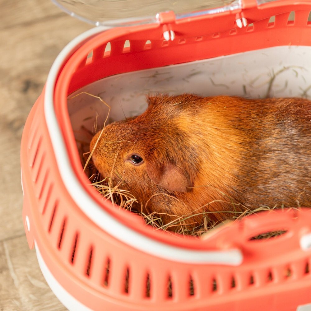 Pico Transport Crate for Traveling, Small Pet Carrier Ideal for Hamsters