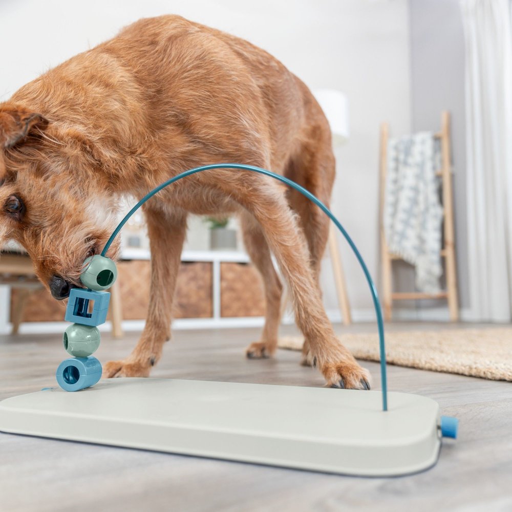 Dog Activity Skills Loop Strategy Game, Level 4 Advanced Food Puzzle