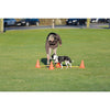 Dog Agility Hurdle Cone Set, Obstacle Training