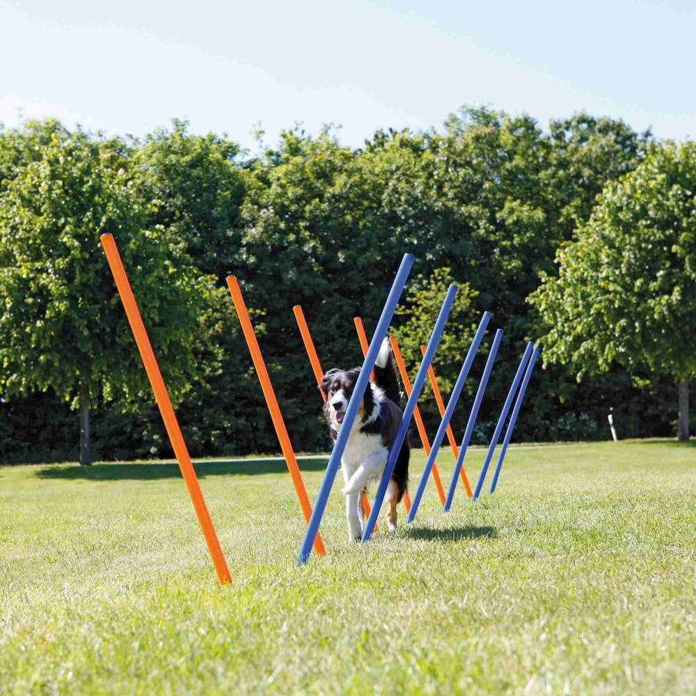 Dog Agility Slalom Set, 12 Piece Weaving Poles