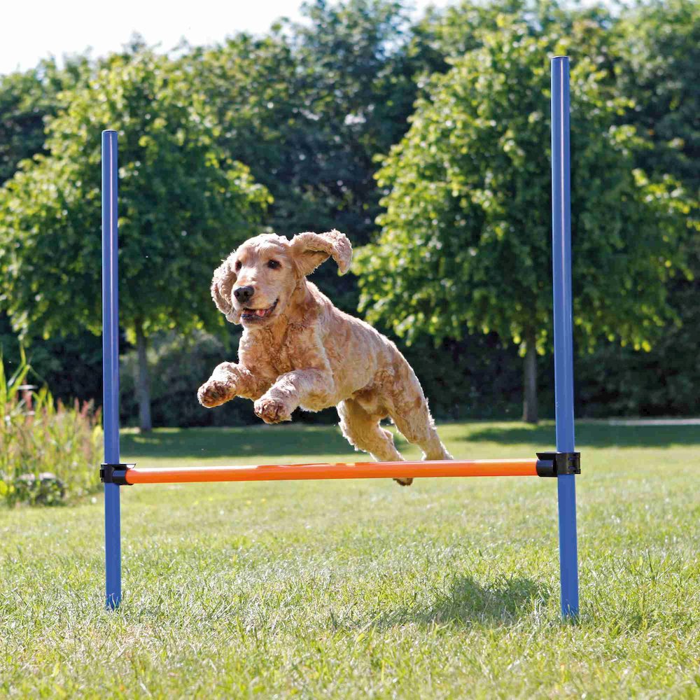 Dog Agility Hurdle, Obstacle Training