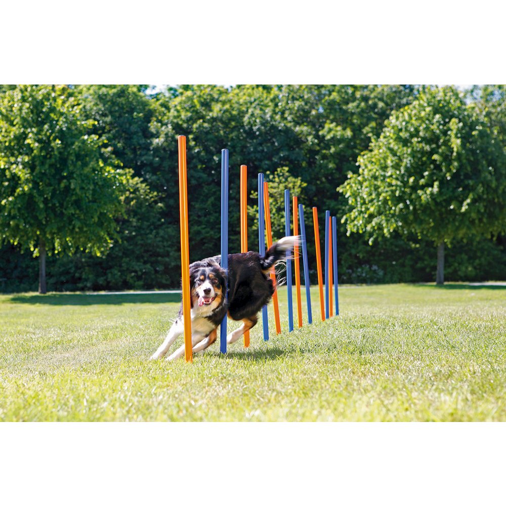 Dog Agility Slalom Set, 12 Piece Weaving Poles