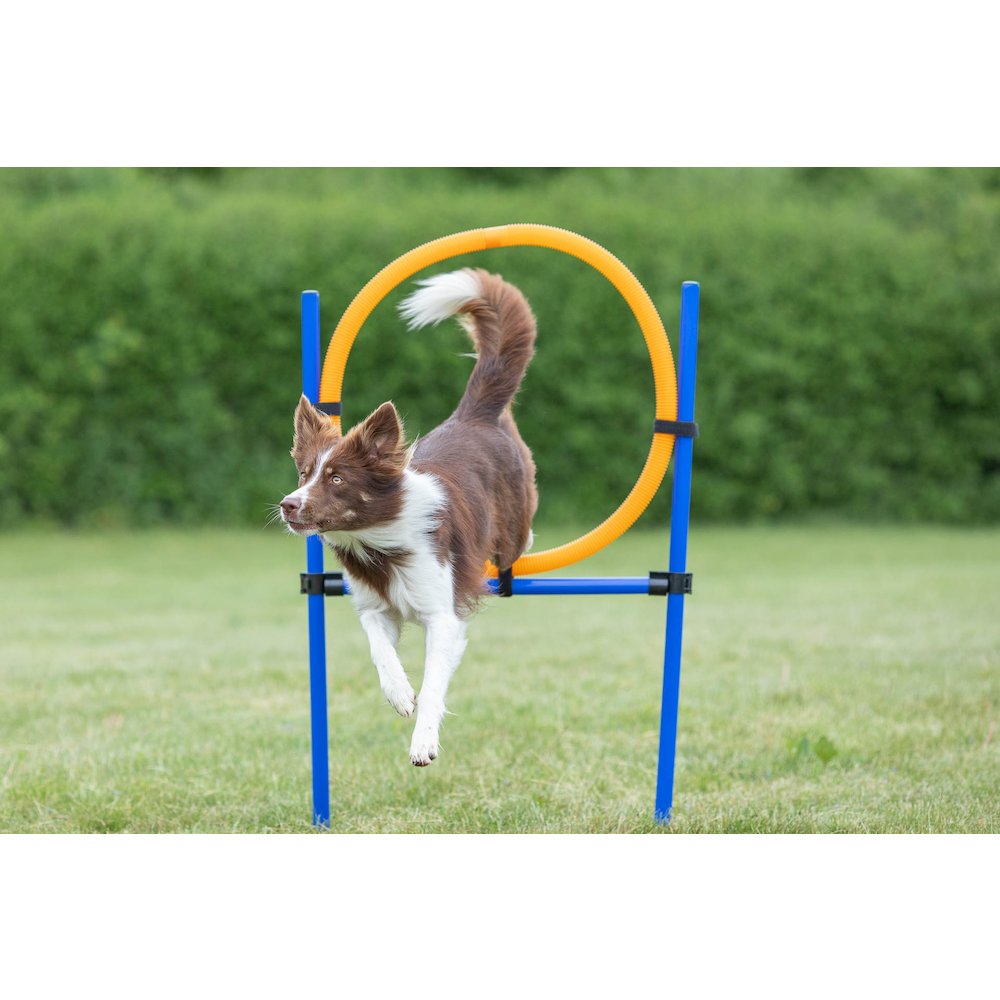 Dog Agility Jumping Ring Training  Set